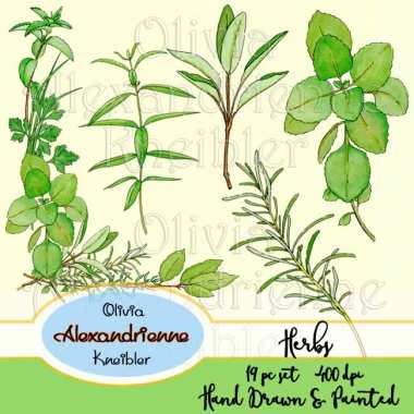 Herbs Preview 3