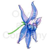 Larkspur Preview