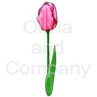 Tulip Sample
