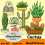 Cactus Set Preview