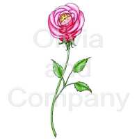 Baby Rosebud Preview