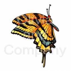 Orange Swallowtail Butterfly Preview